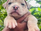 American Bully Puppy