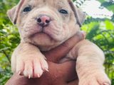 American Bully Puppy