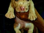 American Bully Puppy