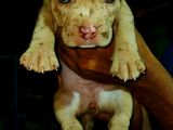 American Bully Puppy