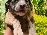 American Bully Puppy