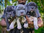 American Bully Puppies