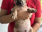 American Bully Puppy