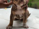 American Bully Puppies