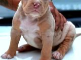 American Bully Puppy