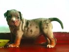 American Bully Puppy