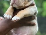 American Bully Puppy