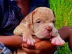 American Bully Puppy