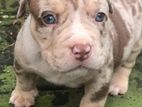 American Bully Puppy