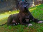 American Bully Puppy