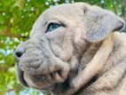 American Bully Puppy