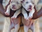 American Bully Puppy