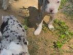 American Bully Puppies