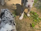 American Bully Puppies