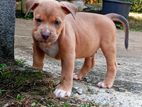 American Bully Puppy