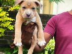 American Bully Puppy