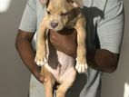 American Bully Puppy