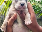 American bully Puppy