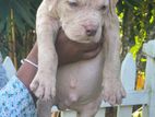 American Bully Puppy