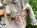 American Bully Puppy