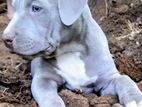 American Bully Puppy
