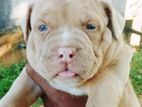 American Bully Puppy