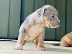 American Bully Puppy