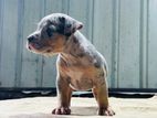 American Bully Puppy
