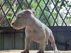 American Bully Puppy
