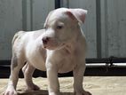 American Bully Puppy