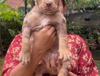 American Bully Puppy