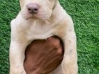 American Bully Puppies