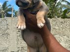 American Bully Puppy