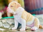 American Bully Puppy