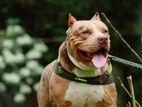 American Bully Puppy In Athurugiriya