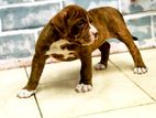 American Bully Puppy XL