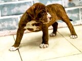 American Bully Puppy XL