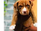 American Bully Puppy XL