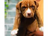 American Bully Puppy XL