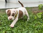 American Bully Puppy XL