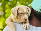 American Bully Puppy XL