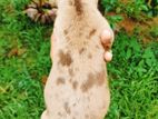American Bully puppys