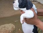 American Bully Puppies