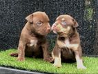 American Bully Puppies