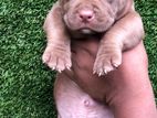 American Bully Puppies