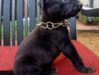 American bully puppys