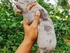 American Bully Puppies