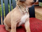 American Bully puppys