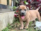 American Bully Puppies