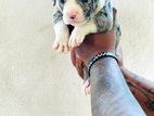 American Bully Puppys